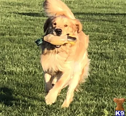 Golden Retriever stud dog